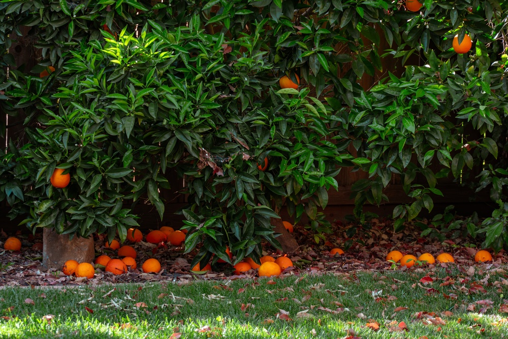 Decenas de naranjas caídas descansan bajo los cítricos
